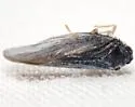Cedusa mallochi - photo 5