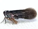 Cedusa obscura