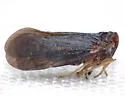 Cedusa redusa - photo 2