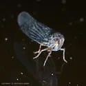 Cedusa vulgaris