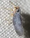 Cedusa widisca