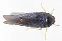 Cedusa woodsholensis - photo 2