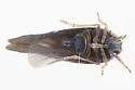 Cedusa woodsholensis - photo 3