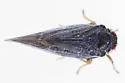 Cedusa woodsholensis - photo 4