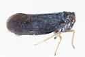 Cedusa woodsholensis - photo 5