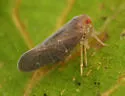 Cedusa zaxoza