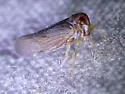 Cedusa zaxoza - photo 2