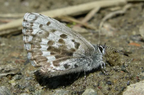 Asher's Blue - Hodges#4363.8