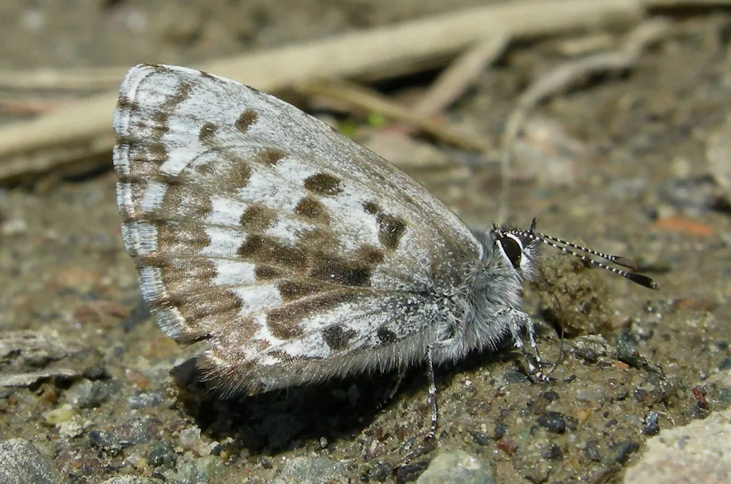 Asher's Blue - Hodges#4363.8 - photo 2