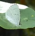 Hops Azure - Hodges#4363.3 - Celastrina humulus
