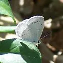 Holly Azure - Hodges#4363.5