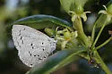 Holly Azure - Hodges#4363.5 - photo 2