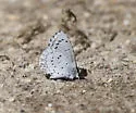 Holly Azure - Hodges#4363.5 - photo 3