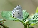Holly Azure - Hodges#4363.5 - photo 4