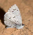 Spring Azure - Hodges#4363