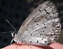 Spring Azure - Hodges#4363 - photo 2