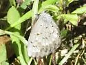 Spring Azure - Hodges#4363 - photo 3