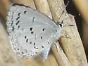 Spring Azure - Hodges#4363 - photo 4