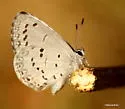 Spring Azure - Hodges#4363 - photo 5