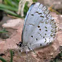 Lucia Azure - Hodges#4363.1