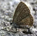 Lucia Azure - Hodges#4363.1 - photo 2