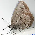 Lucia Azure - Hodges#4363.1 - photo 3