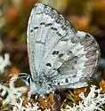 Lucia Azure - Hodges#4363.1 - photo 4