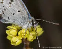 Lucia Azure - Hodges#4363.1 - photo 5