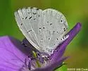 Appalachian Azure - Hodges#4363.4