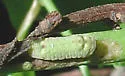 Appalachian Azure - Hodges#4363.4 - photo 4