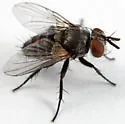 Celatoria diabroticae - photo 3