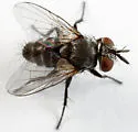 Celatoria diabroticae - photo 4