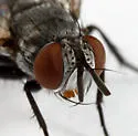 Celatoria diabroticae - photo 5