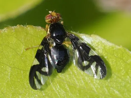 Celery fly