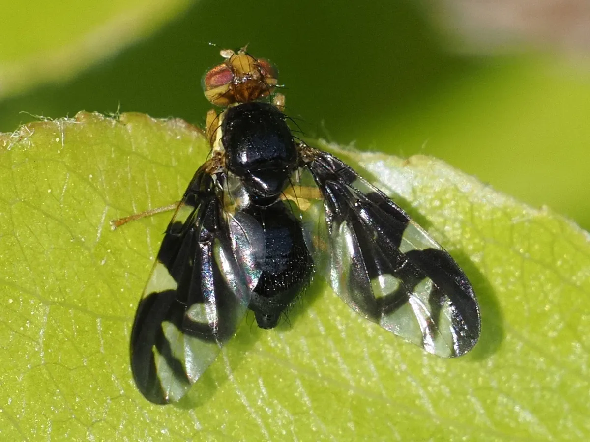 Celery fly - photo 3