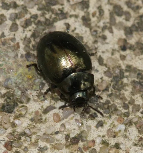 Celery Leaf Beetle - photo 2