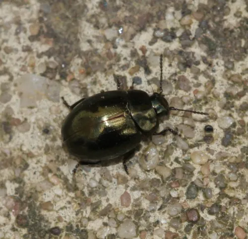 Celery Leaf Beetle - photo 3