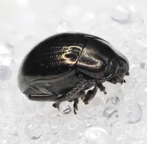 Celery Leaf Beetle - photo 4