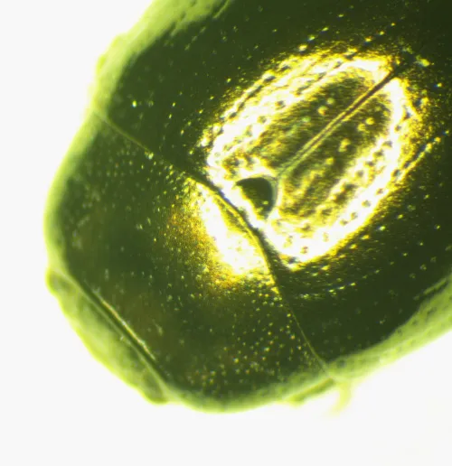 Celery Leaf Beetle - photo 5