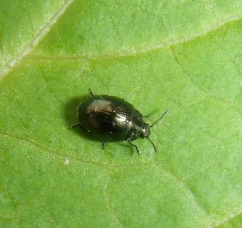 Celery Leaf Beetle - photo 6