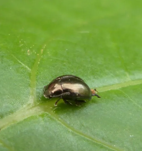 Celery Leaf Beetle - photo 7