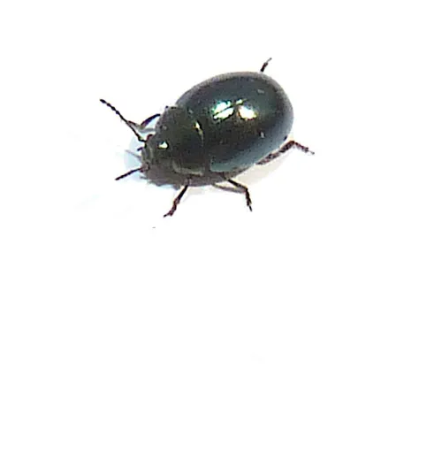 Celery Leaf Beetle - photo 8