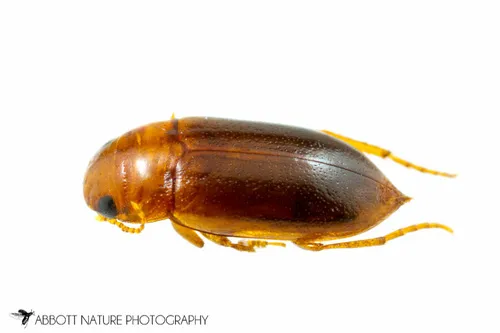 Celina angustata - Celina angustata
