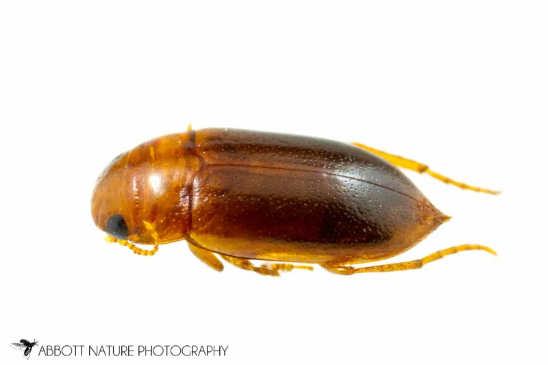 Celina angustata - photo 2