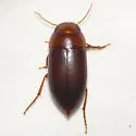 Celina imitatrix