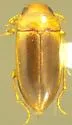 Celina occidentalis