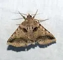 Celiptera valina - Hodges#8748 - photo 2