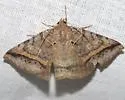 Celiptera valina - Hodges#8748 - photo 4
