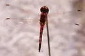 Red-veined Pennant