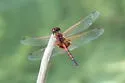 Red-veined Pennant - photo 2